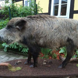 wildschwein-2